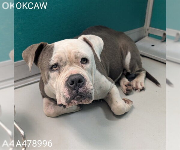 Medium Photo #1 American Bulldog Puppy For Sale in Oklahoma City, OK, USA