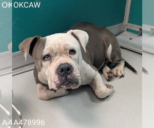 American Bulldog Dogs for adoption in Oklahoma City, OK, USA