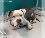 Small American Bulldog