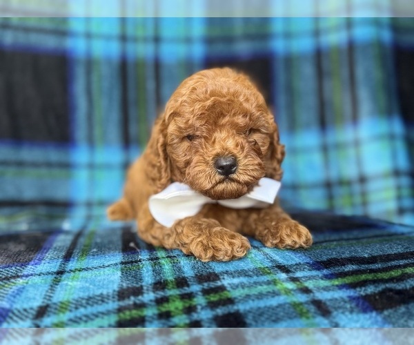 Medium Photo #3 Cavapoo (Miniature) Puppy For Sale in LAKELAND, FL, USA