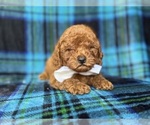 Small #2 Cavapoo (Miniature)