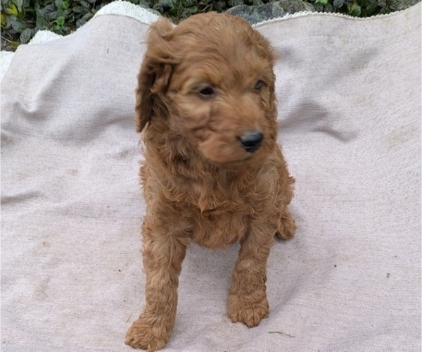 Medium Photo #93 Irish Doodle Puppy For Sale in GOSHEN, IN, USA