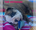 Small #2 English Bulldog