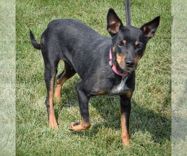 Medium Photo #2 Mutt Puppy For Sale in Huntley, IL, USA