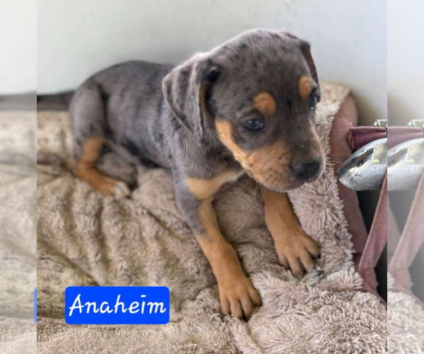 Medium Photo #2 Catahoula Leopard Dog-Unknown Mix Puppy For Sale in Alexander, AR, USA