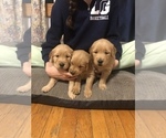 Small Photo #7 Golden Retriever Puppy For Sale in LAKE GEORGE, NY, USA