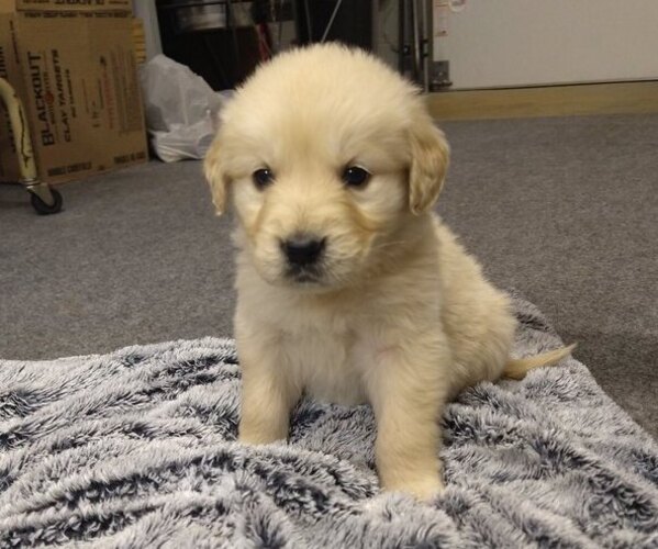 Medium Photo #4 English Cream Golden Retriever Puppy For Sale in PROSPECT, VA, USA