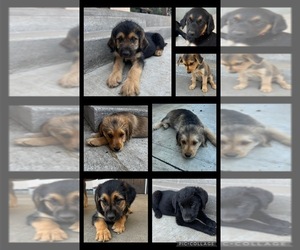 German Shepherd Dog-Goldendoodle Mix Litter for sale in BATTLE GROUND, WA, USA