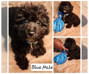 Poodle (Toy) Puppy for sale in FORT WASHINGTON, MD, USA