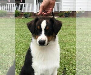 Australian Shepherd Puppy for sale in ALBANY, GA, USA
