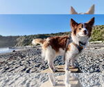 Small #3 Chi-Corgi