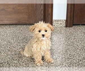 Maltipoo Puppy for sale in NAPPANEE, IN, USA