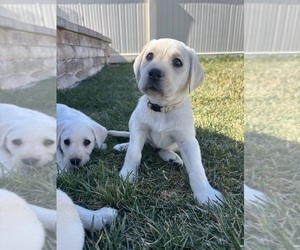 Labrador Retriever Puppy for sale in EAGLE MOUNTAIN, UT, USA