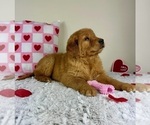 Small Photo #3 Golden Retriever Puppy For Sale in GREENFIELD, IN, USA