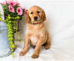 Puppy Calie Golden Retriever