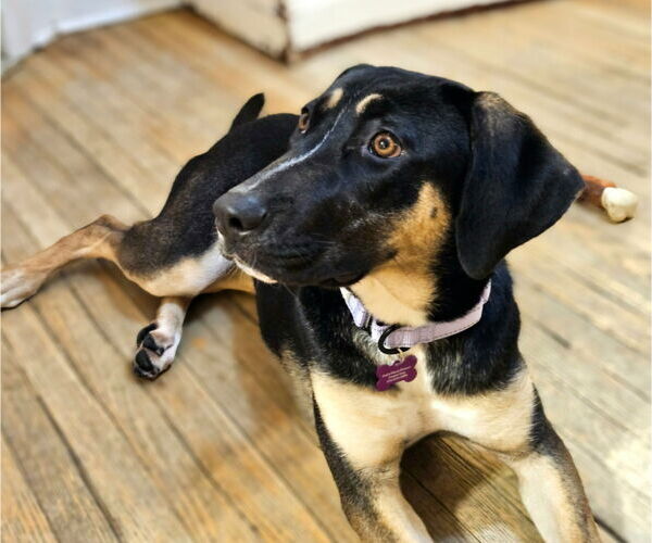 Medium Photo #5 German Shepherd Dog-Unknown Mix Puppy For Sale in Chicago, IL, USA