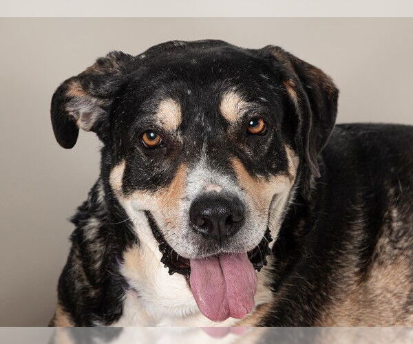 Medium Photo #1 German Shepherd Dog-Unknown Mix Puppy For Sale in San Andreas, CA, USA