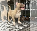 Small Photo #3 American Pit Bull Terrier Puppy For Sale in PETERSBURG, VA, USA