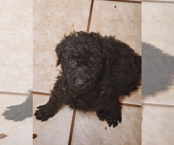 Medium Photo #2 Poodle (Standard) Puppy For Sale in WATERPORT, NY, USA