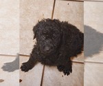 Small Photo #2 Poodle (Standard) Puppy For Sale in WATERPORT, NY, USA