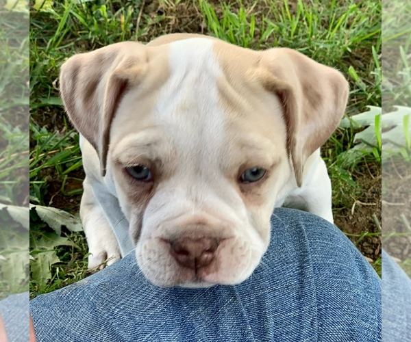 Medium Photo #10 Alapaha Blue Blood Bulldog Puppy For Sale in RUFFS DALE, PA, USA
