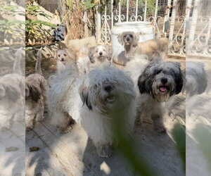 Denis - Male Lhasa-Poo Dog for Adoption - Photo #3