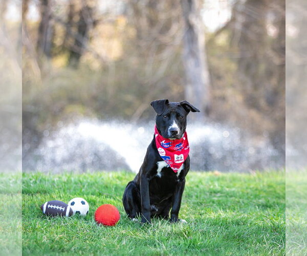 Medium Photo #3 Labrador Retriever-Unknown Mix Puppy For Sale in Unionville, PA, USA