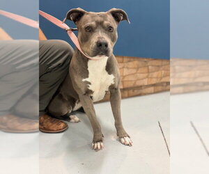 Mutt Dogs for adoption in Temple, TX, USA