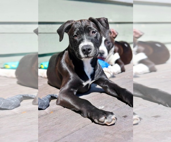 Medium Photo #2 American Staffordshire Terrier-Unknown Mix Puppy For Sale in Duluth, MN, USA