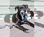 Small #1 American Staffordshire Terrier Mix