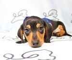 Small Photo #2 Dachshund Puppy For Sale in LAS VEGAS, NV, USA