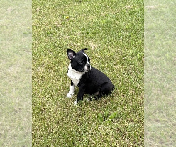Medium Photo #9 Boston Terrier Puppy For Sale in ATHENS, WI, USA
