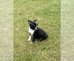 Small #8 Boston Terrier