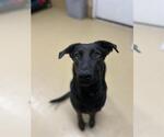 Small #2 Mutt