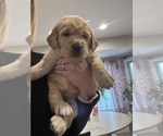 Puppy Blue Golden Retriever