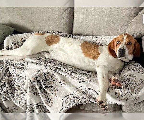 Medium Photo #3 Mutt Puppy For Sale in Genesee, WI, USA