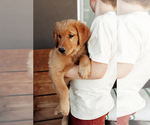 Puppy Light Blue Golden Retriever