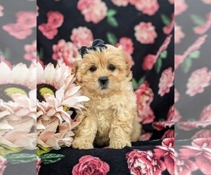 ShihPoo Puppy for sale in PEACH BOTTOM, PA, USA