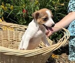Small #4 Jack Russell Terrier