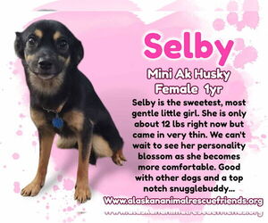 Huskies -Miniature Pinscher Mix Dogs for adoption in Anchorage, AK, USA