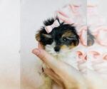 Small #2 Yorkshire Terrier