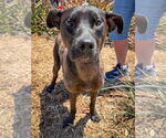 Small #5 Labrador Retriever Mix