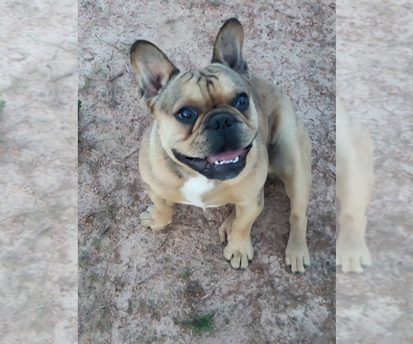 Medium Photo #1 French Bulldog Puppy For Sale in BONE CAVE, TN, USA