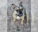 Small Photo #1 French Bulldog Puppy For Sale in BONE CAVE, TN, USA