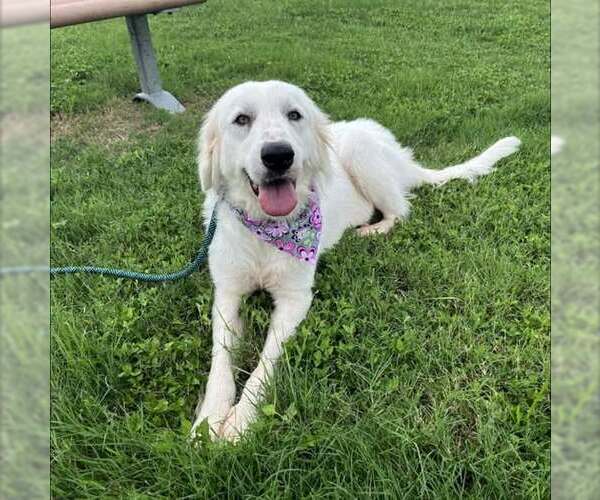 Medium Photo #2 Great Pyrenees-Unknown Mix Puppy For Sale in Pasadena, TX, USA