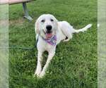 Small #1 Great Pyrenees Mix