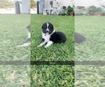 Small Photo #1 Australian Shepherd Puppy For Sale in BAYTOWN, TX, USA