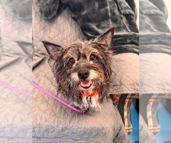 Medium Photo #3 Mutt Puppy For Sale in Muskegon, MI, USA