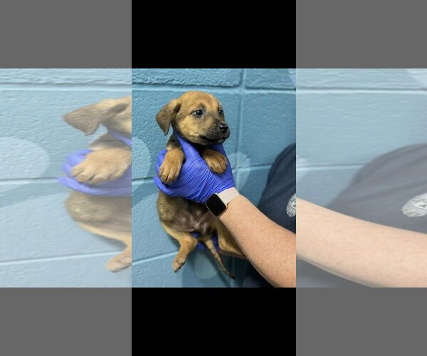 Medium Photo #3 Shepradors Puppy For Sale in SHERBURNE, NY, USA