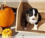 Small Photo #26 Australian Shepherd Puppy For Sale in RUSSELL, IA, USA